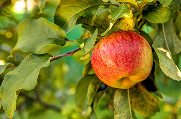 Ripe red apple in summer garden