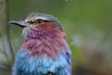 Gabelracke © plataximages