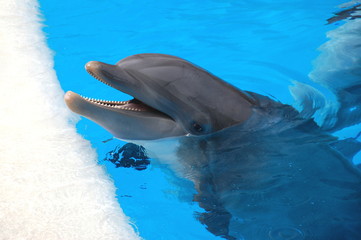 Śmiejący się delfin w Loro Park na Teneryfie 