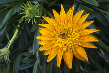 yellow orange flower on dark background