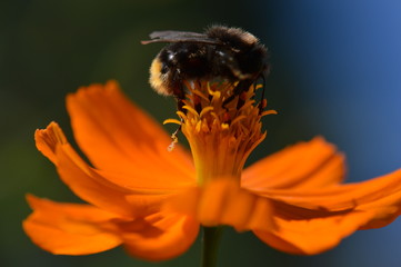 cosmos © Seabird75