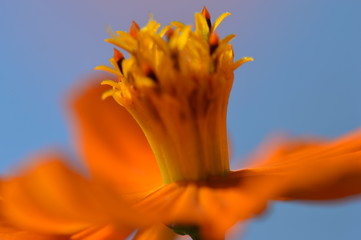 cosmos © Seabird75