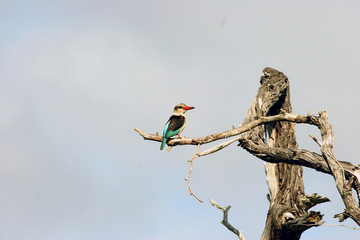 Mangrovenlist Kinfisher © plataximages