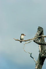 Mangrovenlist Kinfisher © plataximages