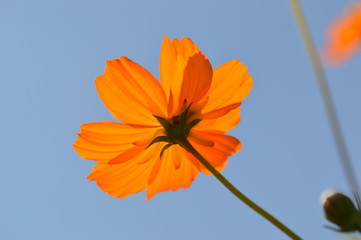 cosmos © Seabird75