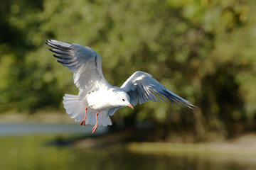 Black-headed Gull