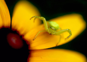 yellow spider