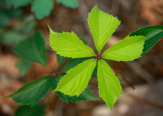 green leaves
