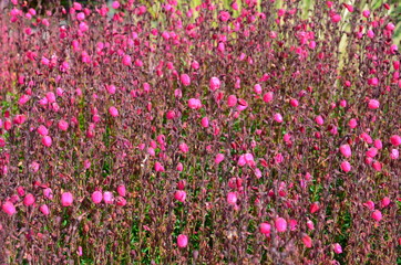 Irische Glockenheide rosa