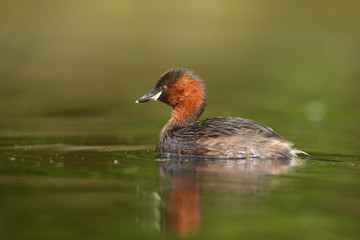 Little Grebe, Tachybaptus ruficollis