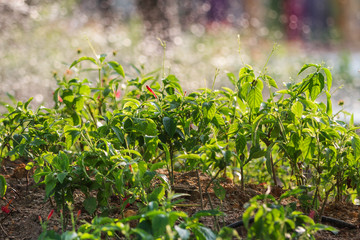 Flower bed with young plants on sunlight.