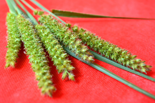 Southern sandbur flower, Cenchrus echinatus, Family Poaceae, Central of Thailand