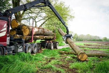 Aufladen von Baumstämmen auf einen Holztranzporter