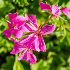 Trailing Geranium