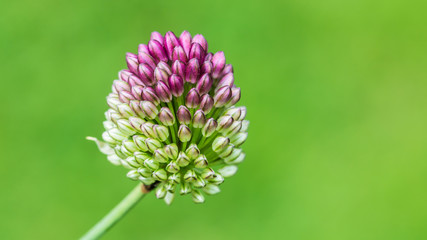 Allium Arrival