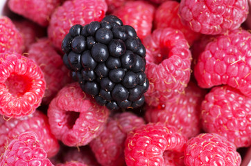 A beautiful selection of freshly picked ripe red raspberries.