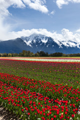 Tulip Field