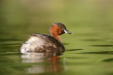 Little Grebe, Tachybaptus ruficollis