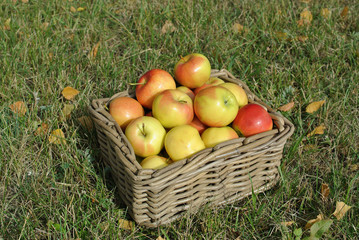 Fresh apples in basket on grass with autumn leaves