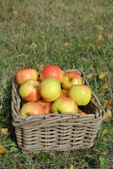 Fresh apples in basket on grass with autumn leaves