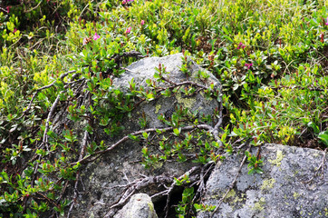 rhododendron in the Carpathians mount. Close up