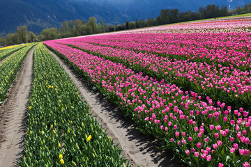 Tulip Field