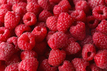 Heap of sweet red raspberries close up