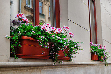 Fototapeta na wymiar Blooming flowers on windowsill building