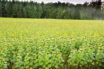 Sunflower field/Sunflowers in the sunset 
