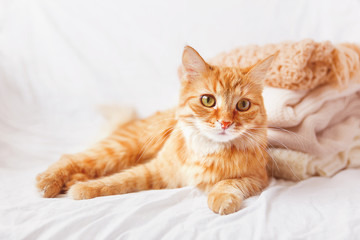 Fototapeta na wymiar Ginger cat lies near a pile of beige woolen clothes on a white background.
