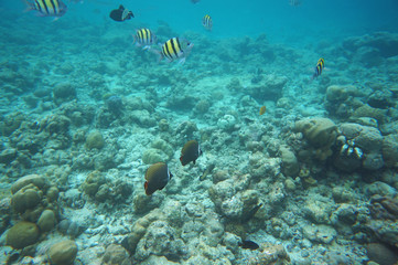 Feldwebel und Falterfische
