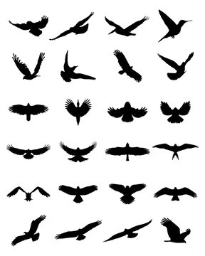 Black silhouettes of birds in flight, vector