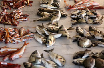 healty and fresh and good price