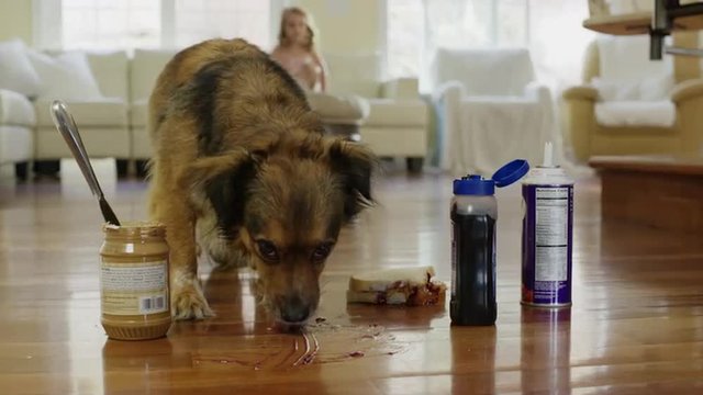 Close up slow motion shot of dog eating peanut butter on floor / Cedar Hills, Utah, United States