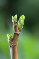 close up of young figs leaves in garden