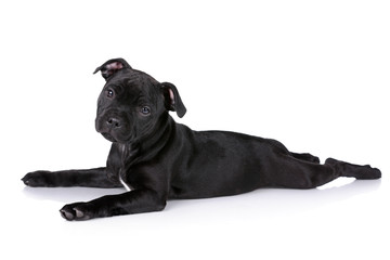 Funny black puppy on a white background