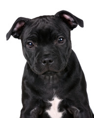 Cute black puppy portrait on a white background