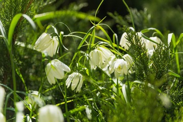 Fritillaria (plant in the lily family). White flowers in green grass.