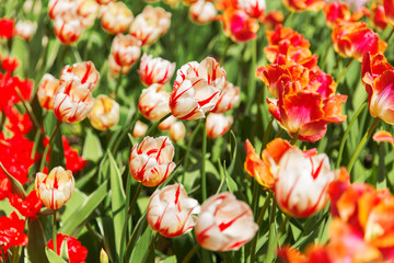Natural background with different kinds of tulips. Spring backgrounds.