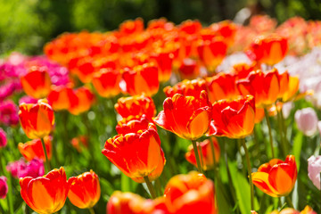 Natural background with different kinds of tulips. Spring background.