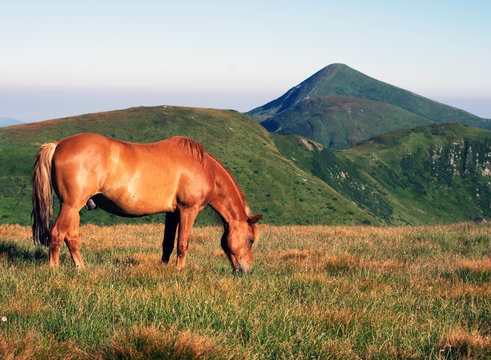 View of mount with horse on the front.