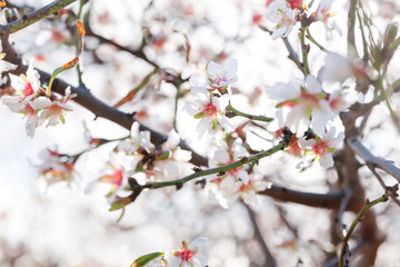 Blossoming of cherry flowers in winter time with green leaves, Malta.