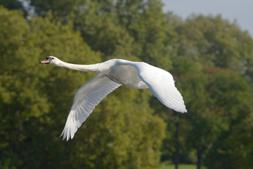 Mute Swan in the flight.