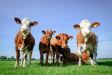Rindviehhaltung, eine Gruppe Fleckviehrinder auf der Weide