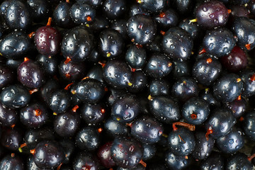 Heap of wild black currant close up