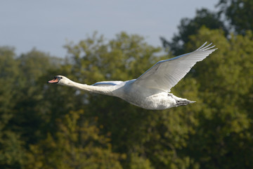 Mute Swan in the flight.
