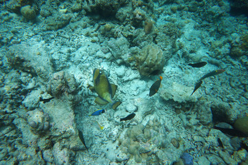 Fischparty