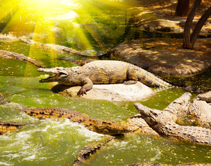Crocodiles in the river. Crocodiles resting on the rocks and swimming in the water