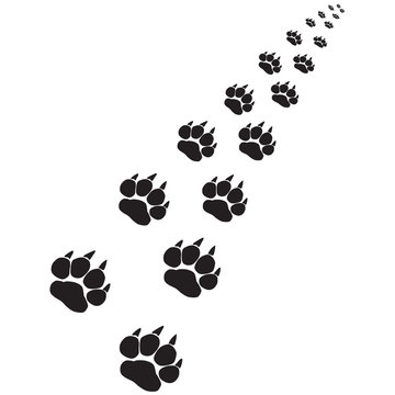 Footprints of a big cat 6-vector 