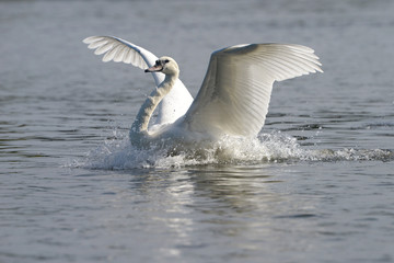 Mute Swan